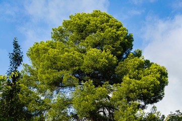 Cedar pine (Pinus pinea), Italian cedar pine, umbrella pine and umbrella pine in Massandra Park in Crimea. Cedar pine crown against blue sky. Sunset.
