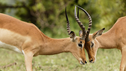 Sweet and Tender moment between two adult male impalas