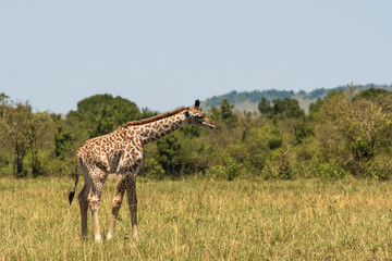 A herd of giraffes walking in the plains of Africa inside Masai Mara National Reserve during a wildlife safari