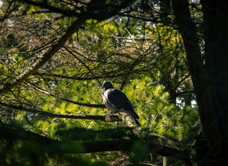 A pigeon sitting on a branch deep in a tree