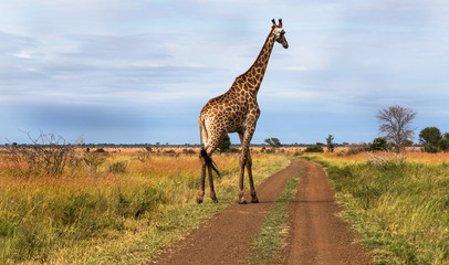 Giraffe in the Kruger National Park, South Africa 
