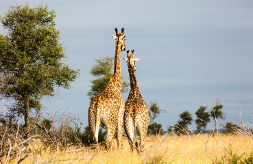 Giraffe in the Kruger National Park, South Africa 