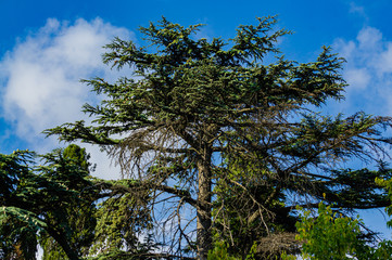 Large cedar tree Cedrus libani or Lebanese cedar against blue sky. Selective focus. Close-up. Cedrus libani or Lebanese cedar in Massandra park in Crimea.