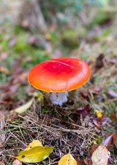 red mushroom in forest