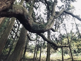 高杉殿の杉〜熊本県南阿蘇