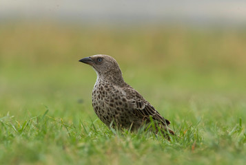A lark resting on the ground in the grassland inside Masai Mara National Reserve during wildlife safari