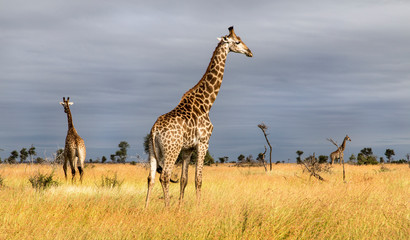 Giraffe in the Kruger National Park, South Africa 