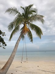 palm tree swing