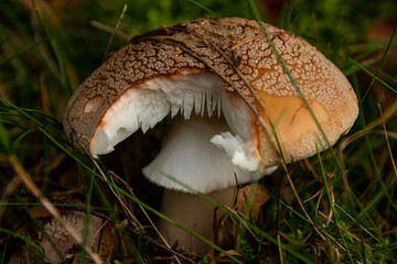 Perlpilz auf einer Wiese Nahaufnahme