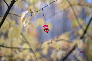 Euonymus (spindle (or spindle tree), burning-bush, strawberry-bush, wahoo, wintercreeper)