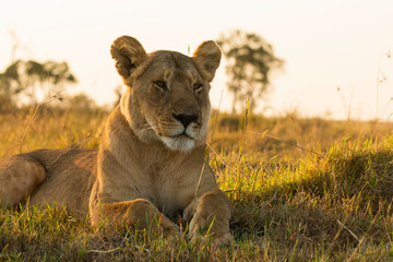 A closeup of a lioness from Marsh pride inside Masai Mara National Reserve during a wildlife safari