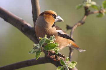 A Hawfinch Perched on a Branch in Spring