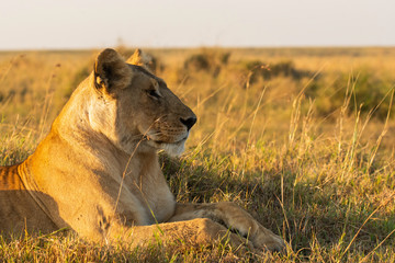 A closeup of a lioness from Marsh pride inside Masai Mara National Reserve during a wildlife safari