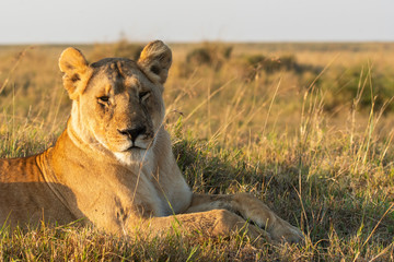 Fototapeta premium A closeup of a lioness from Marsh pride inside Masai Mara National Reserve during a wildlife safari