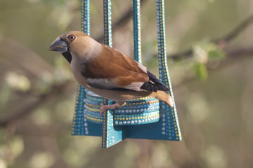A Hawfinch on a Bird Feeder in Spring