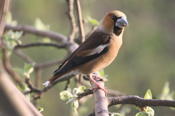 A Hawfinch Perched on a Branch in Spring