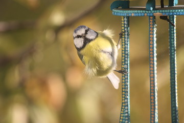 A Blue Tit Perched on a Bird Feeder