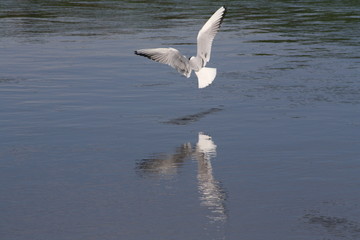 Fototapeta na wymiar A Seagull Flying over the River