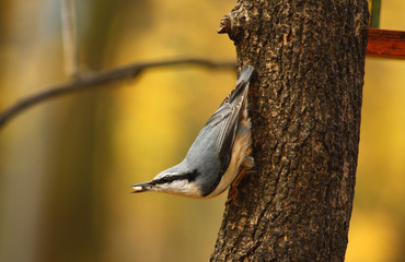 A Nuthatch Perched on a Tree in a Park