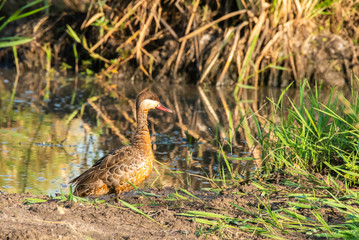 A red-billed teal on sand bund near the marshy area inside Masai Mara National Reserve during a wildlife safari