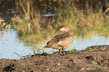 A red-billed teal on sand bund near the marshy area inside Masai Mara National Reserve during a wildlife safari