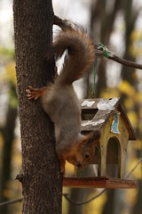 A Squirrel Eating from a Bird Feeder in a Park