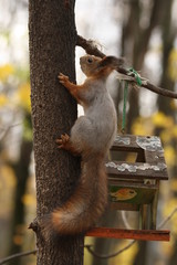 A Squirrel on a Tree and a Bird Feeder in a Park