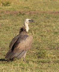 A portrait of white-backed vulture waiting in the plains of Africa inside Masai Mara National Reserve during a wildlife safari