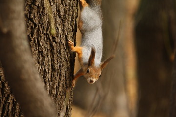 A Squirrel on a Tree in a Park