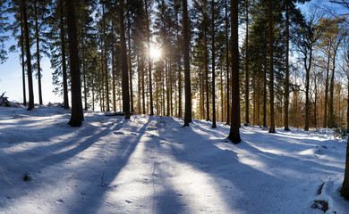 snowy and sunny forest