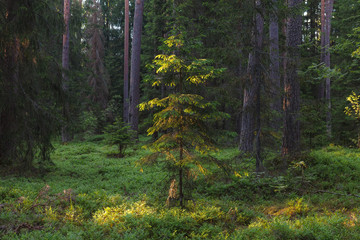 Pine forest with small fir trees. Back light and shadows are shaping trunks