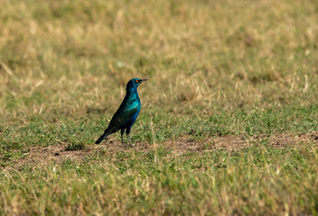A superb starling as found inside Masai Mara National Reserve during a wildlife safari