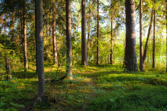 Pine forest with small fir trees. Back light and shadows are shaping trunks © yegorov_nick