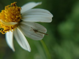 bee on flower