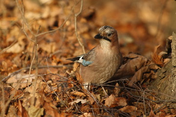 A Eurasian Jay Walking on Autumn leaves