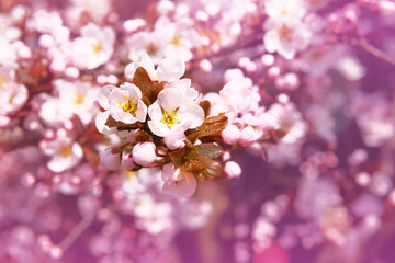 Apricot flowers blooming with white bright fragrant petals. Greeting card for Womens day. Spring...
