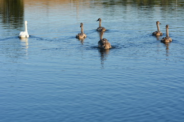 young grey swans on the lake