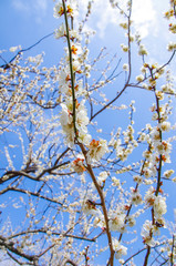 青空に映える梅の花