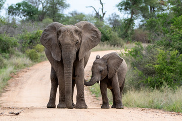 Fototapeta na wymiar Elephant herd in the Kruger National Park in South Africa