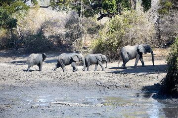 Fototapeta premium Elephants in Mana Pools National Park, Zimbbwe