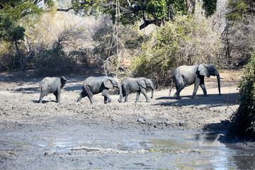 Elephants in Mana Pools National Park, Zimbbwe