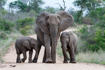 Elephant herd in the Kruger National Park in South Africa - obrazy, fototapety, plakaty