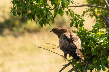 A tawny eagle perched on a tree in the plains of Africa inside Masai Mara National Reserve during a wildlife safari