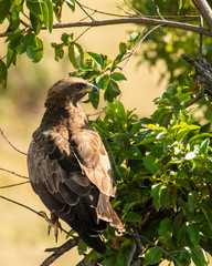 A tawny eagle perched on a tree in the plains of Africa inside Masai Mara National Reserve during a wildlife safari