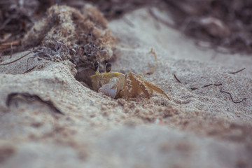 crab coming out sand hole