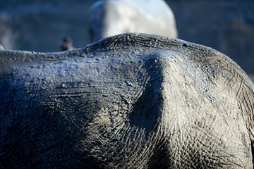 Elephant in Mana Pools National Park, Zimbabwe