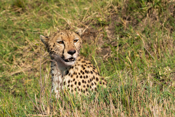 Fototapeta na wymiar A female cheetah sitting alone in the plains of Africa inside Masai Mara National Reserve during a wildlife safari