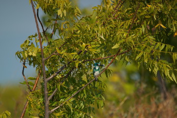 The cerulean kingfisher (Alcedo coerulescens) is a kingfisher in the subfamily Alcedininae which is found in parts of Indonesia. With an overall metallic blue impression.