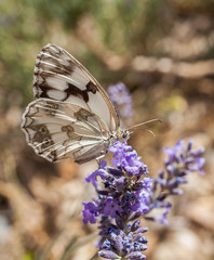 Sobre flores de lavanda