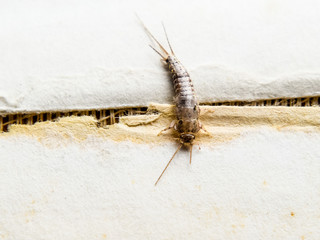 Insect feeding on paper - silverfish